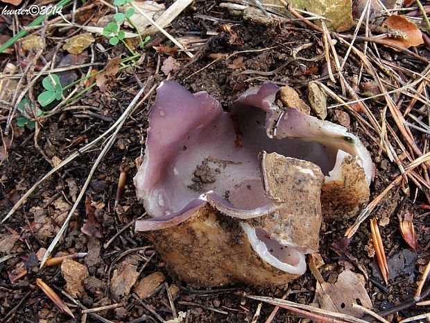 tulipánovka fialová Sarcosphaera coronaria (Jacq.) J. Schröt.