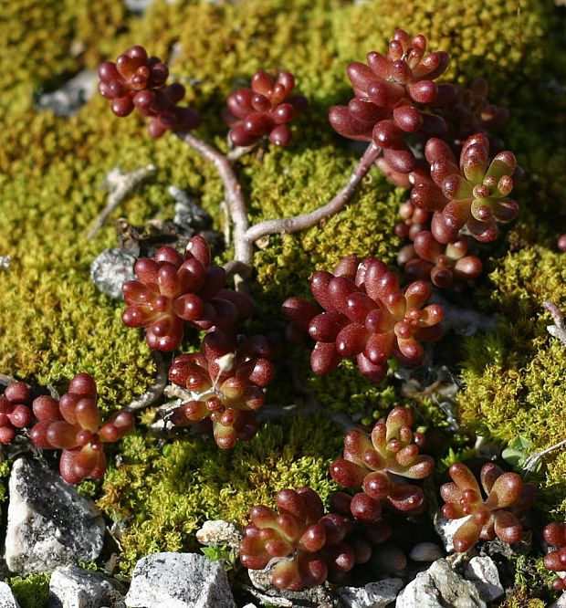 rozchodník biely Sedum album L.