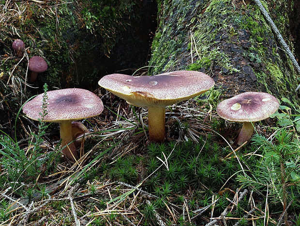 čírovec červenožltý Tricholomopsis rutilans (Schaeff.) Singer