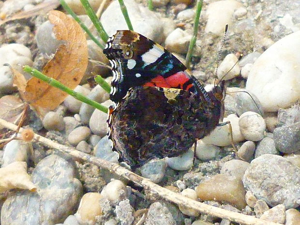 babočka admirál Vanessa atalanta