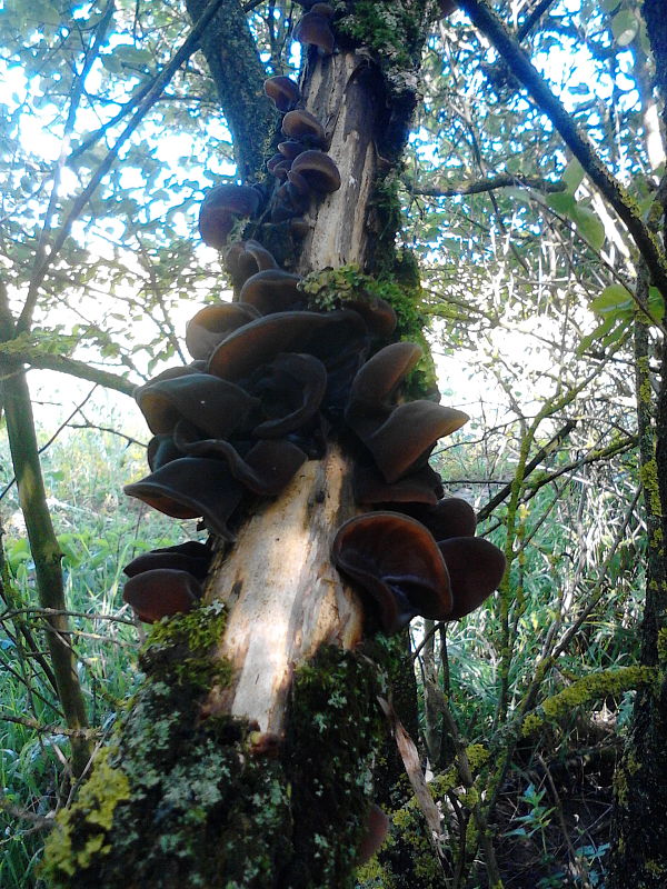 uchovec bazový  Auricularia auricula-judae (Bull.) Quél.