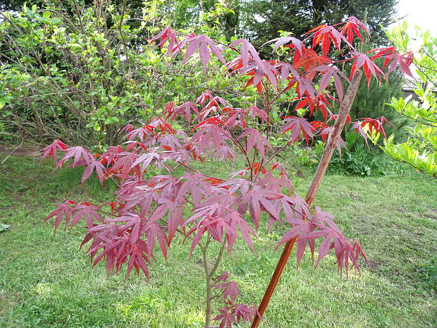 japonský javor Acer palmatum