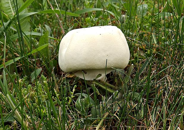 pečiarka snehobiela Agaricus chionodermus Pilát