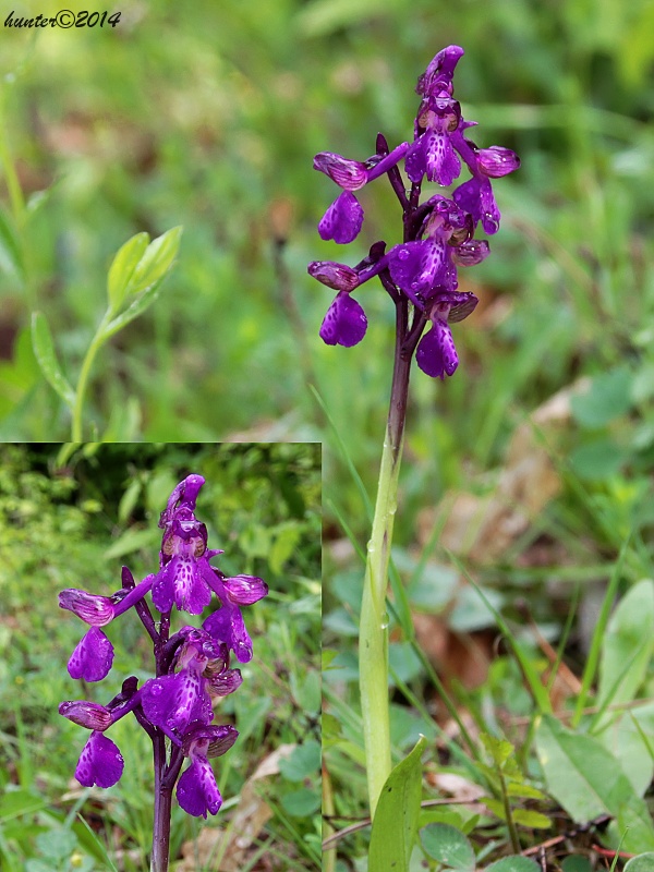 červenohlav obyčajný Anacamptis morio (L.) R. M. Bateman, A. M. Pringeon & M. W. Chase