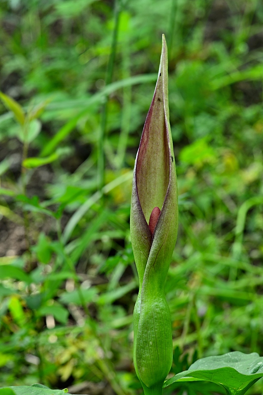 áron alpský Arum alpinum Schott et Kotschy