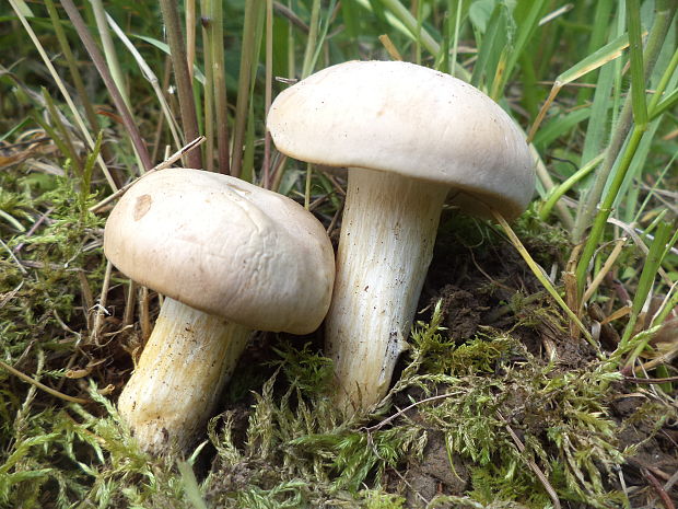 čírovnica májová Calocybe gambosa (Fr.) Donk