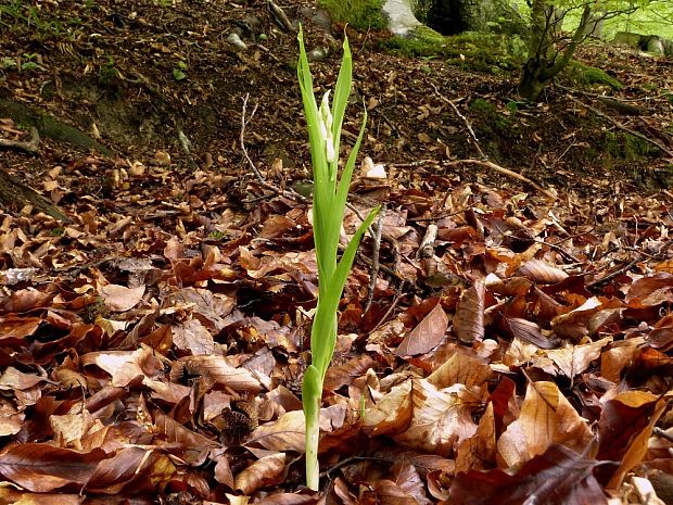 prilbovka dlholistá Cephalanthera longifolia (L.) Fritsch