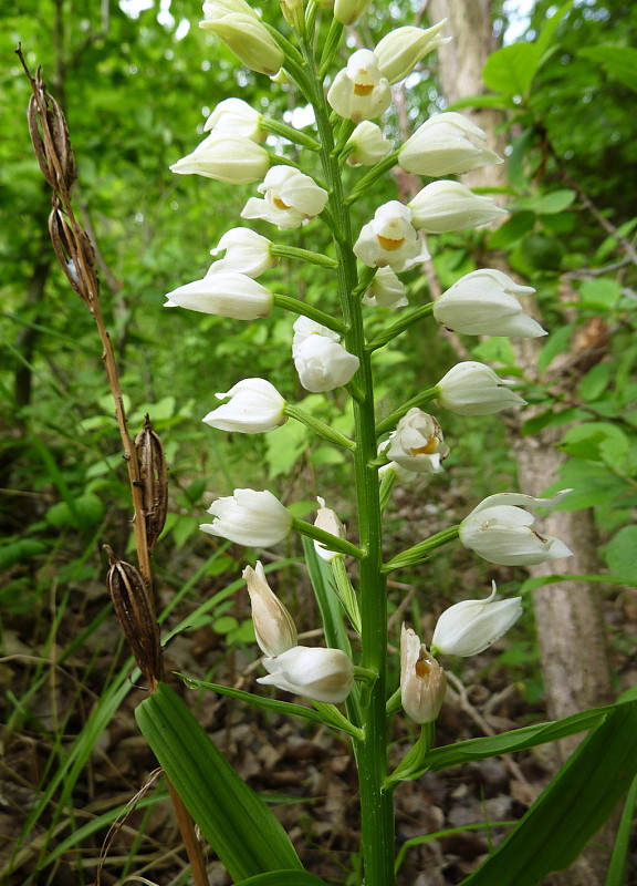 prilbovka dlholistá Cephalanthera longifolia (L.) Fritsch