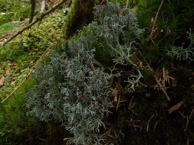 dutohlávka lesná Cladonia arbuscula subsp. arbuscula (Wallr.) Flot.