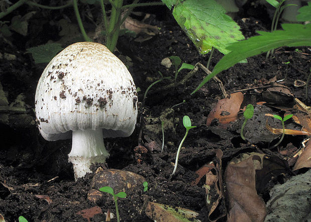 hnojník atramentový šupinatý Coprinus atramentarius var. soboliferus (Fr.) Rea