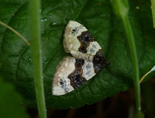 piadivka očkatá Cosmorhoe ocellata