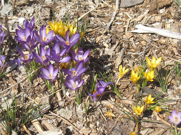 crocus Crocus sp.