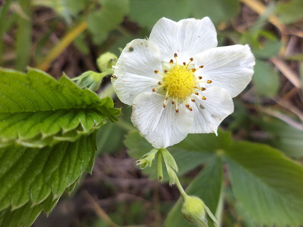 jahoda obyčajná Fragaria vesca L.