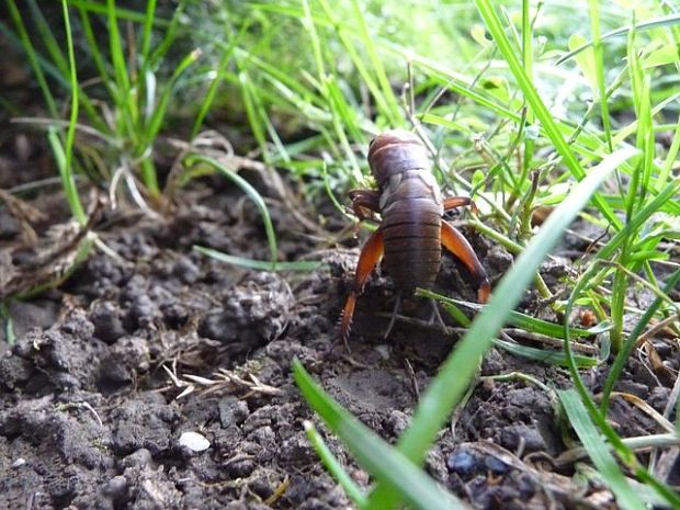 svrček poľný Gryllus campestris