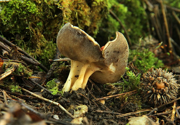 chriapač kalíškovitý Helvella acetabulum (L.) Quél.