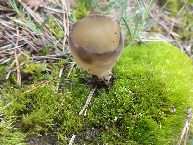 chriapač kalíškovitý Helvella acetabulum (L.) Quél.