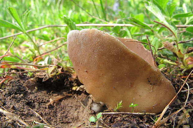 chriapač kalíškovitý Helvella acetabulum (L.) Quél.