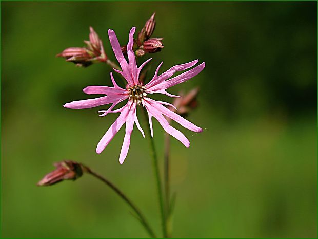 kukučka lúčna Lychnis flos-cuculi L.