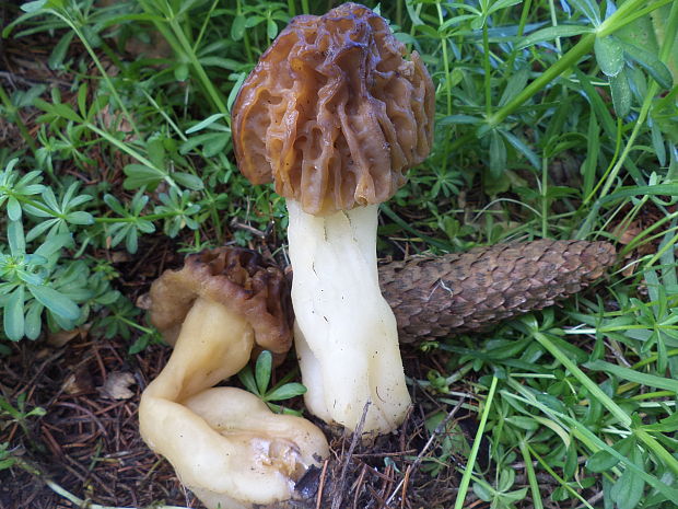 smrčok hybridný Morchella semilibera DC.