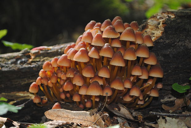 prilbička žltohlúbiková Mycena renati Quél.