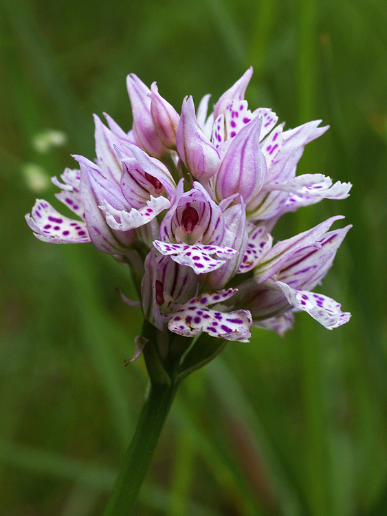 neotinea trojzubá Neotinea tridentata (Scop.) R. M. Bateman, Pridceon et M. W. Chase