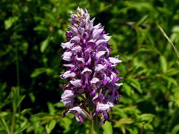 vstavač vojenský Orchis militaris L.