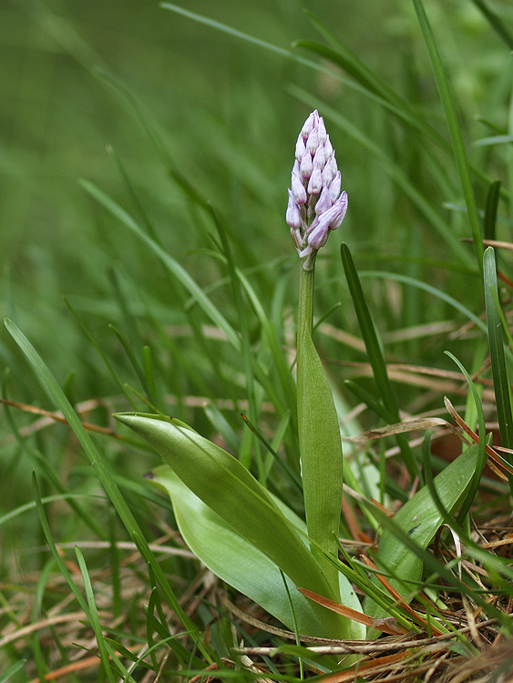 vstavač vojenský Orchis militaris L.