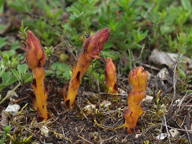 záraza útla Orobanche gracilis Sm.