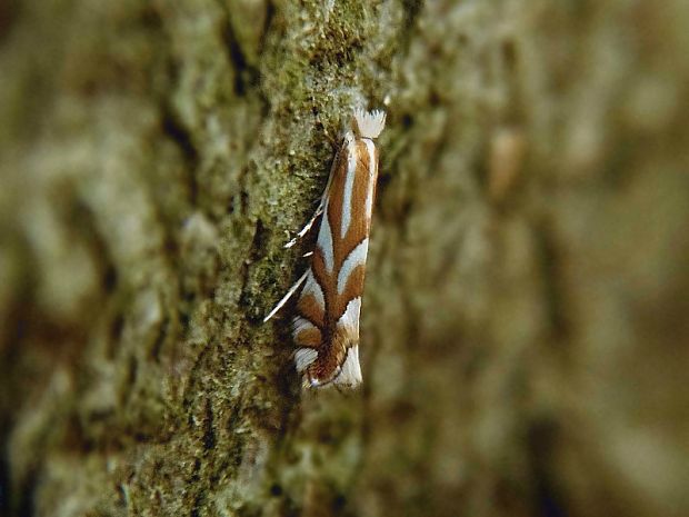 ploskáčik bukový Phyllonorycter maestingella