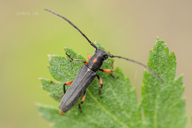 fuzáč Phytoecia virgula