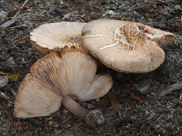 štítovka šupinatá Pluteus petasatus (Fr.) Gillet