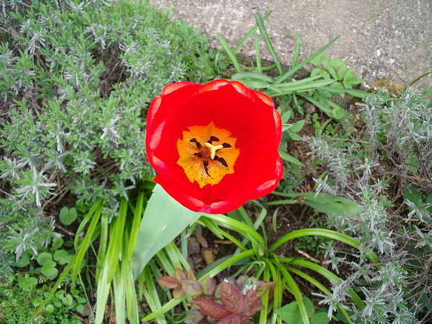 červený tulipán Tulipa sp.