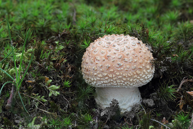 muchotrávka červenkastá Amanita rubescens Pers.