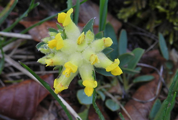 bôľhoj lekársky Anthyllis vulneraria L.