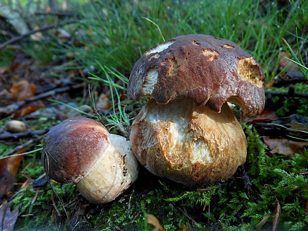 hríb sosnový Boletus pinophilus Pil. et Dermek in Pil.