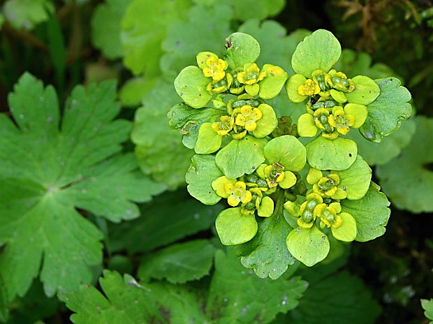 slezinovka striedavolistá Chrysosplenium alternifolium L.