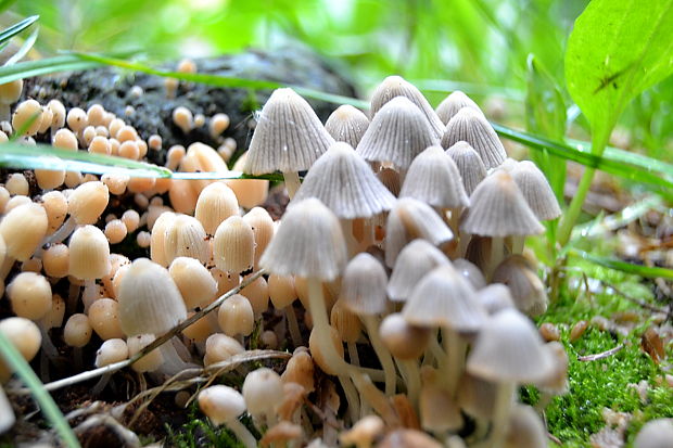 hnojník rozsiaty Coprinellus disseminatus  (Pers.) J.E. Lange