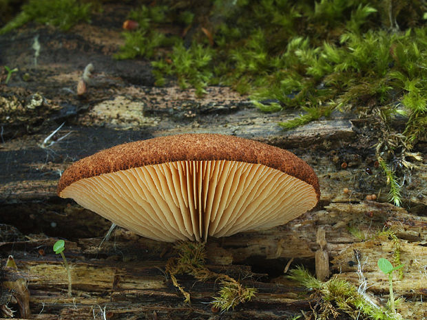 pahliva šafranová Crepidotus crocophyllus (Berk.) Sacc.