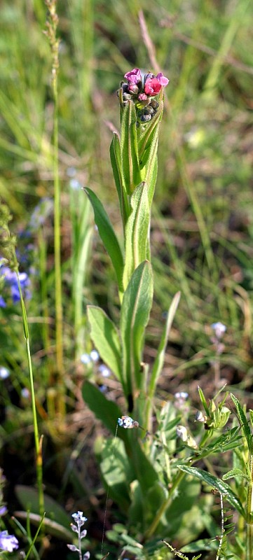 psojazyk lekársky Cynoglossum officinale L.