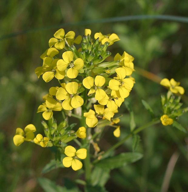 horčičník voňavý Erysimum odoratum P. Gaertn., B. Mey. et Scherb.