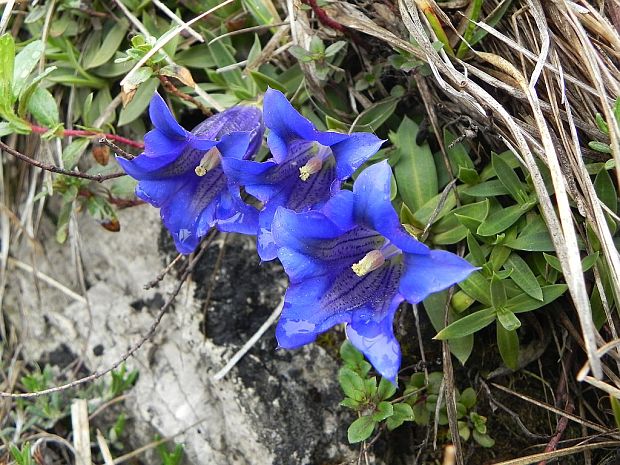 horec clusiov Gentiana clusii Perr. et Songeon