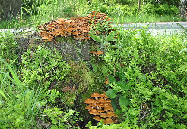 šupinačka menlivá Kuehneromyces mutabilis (Schaeff.) Singer & A.H. Sm.