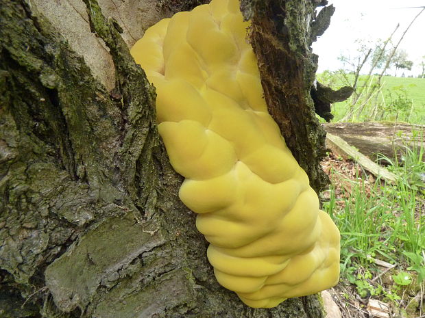 sírovec obyčajný Laetiporus sulphureus (Bull.) Murrill