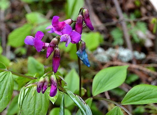 hrachor jarný Lathyrus vernus (L.) Bernh.