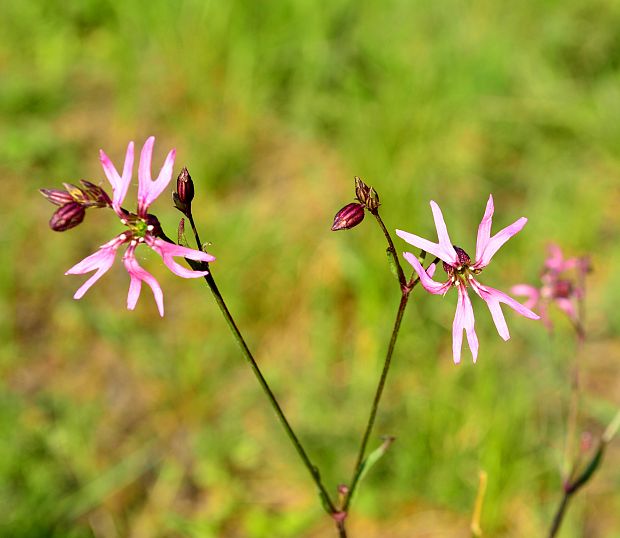 kukučka lúčna  Lychnis flos-cuculi L.