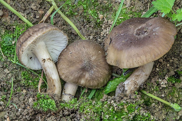 strmulec Lyophyllum sp.