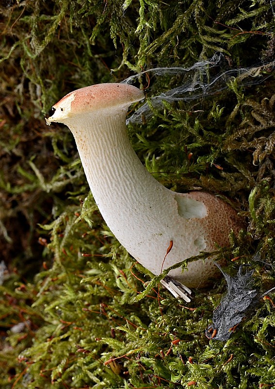 húževnatec pohárovitý Neolentinus schaefferi Redhead & Ginns