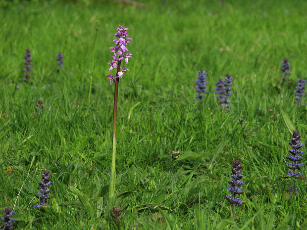 vstavač mužský Orchis mascula (L.) L.