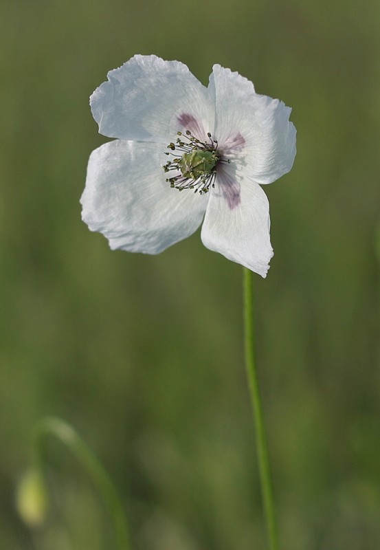 mak pochybný bielokvetý Papaver dubium subsp. austromoravicum (Kubát) Hörandl