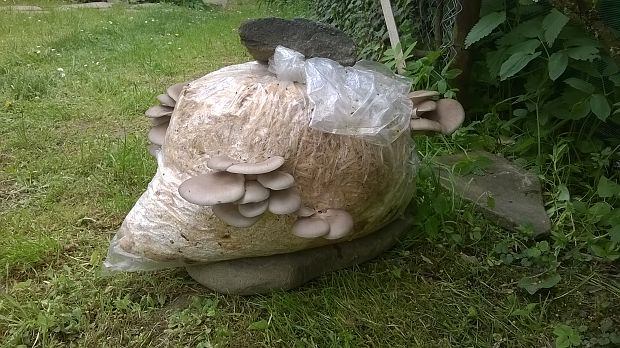 hliva ustricovitá Pleurotus ostreatus (Jacq.) P. Kumm.